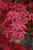 Twombly's Red Sentinel Japanese Maple