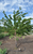 Harvest Gold Crabapple