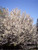 Harvest Gold Crabapple