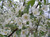 Harvest Gold Crabapple