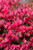 Little Moses Burning Bush