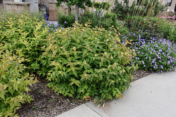 Bush Honeysuckle