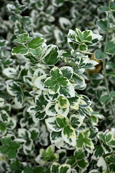 White Album&reg; Wintercreeper