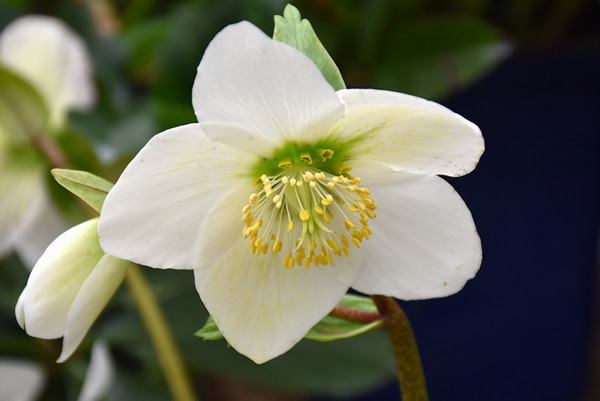Christmas Rose