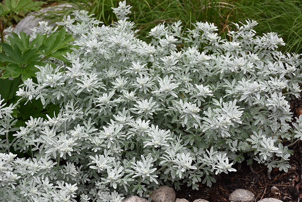 Silver Brocade Artemisia
