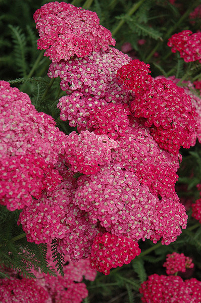 Saucy Seduction Yarrow