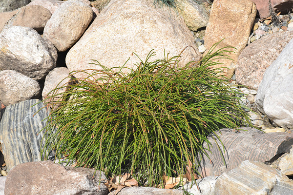 Whipcord Arborvitae