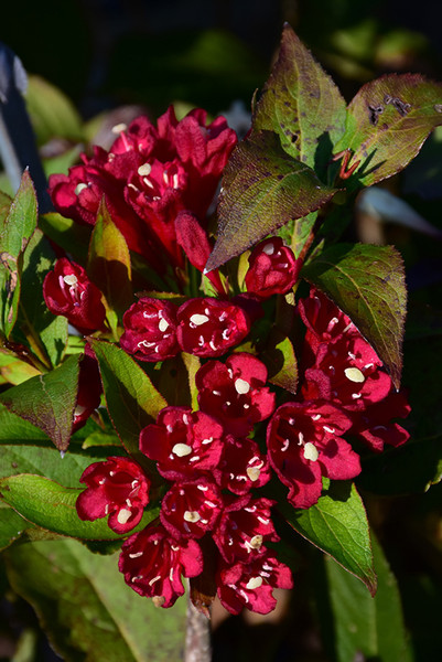 Maroon Swoon&reg; Weigela