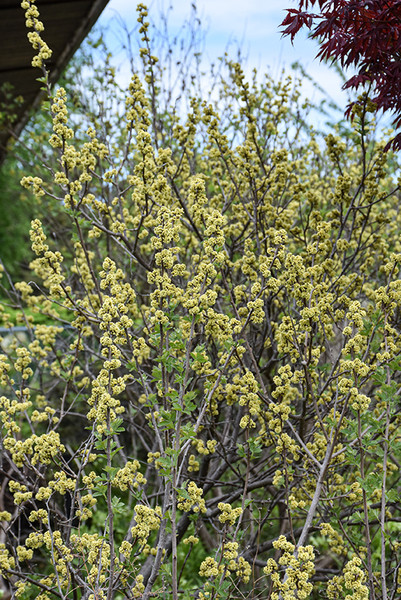 Fragrant Sumac