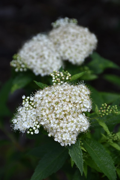 Japanese White Spirea