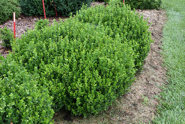 Sprinter&reg; Boxwood
