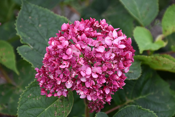 Invincibelle Garnetta&reg; Smooth Hydrangea