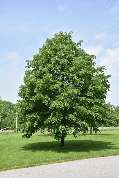 Corinthian Linden