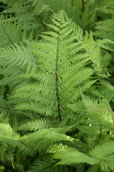 Lady in Red Fern