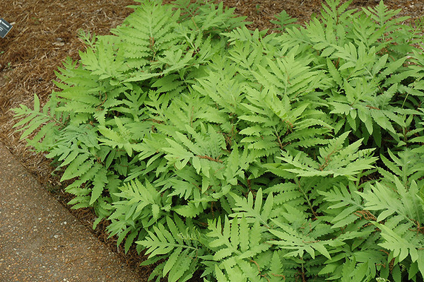 Sensitive Fern