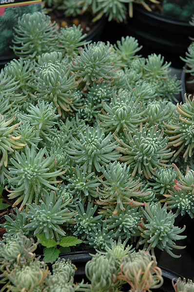 Oracle Stonecrop