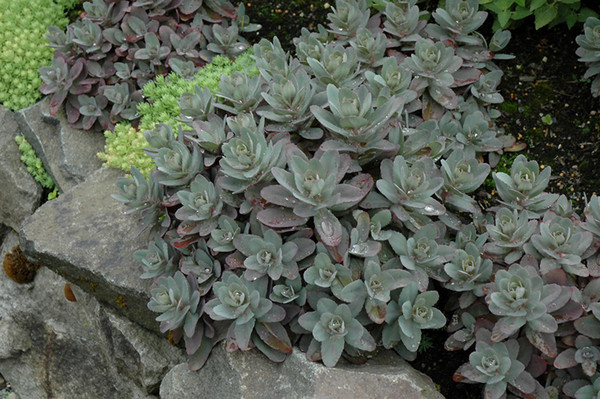 Marina Stonecrop