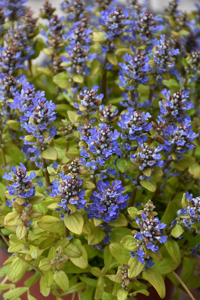 Feathered Friends&trade; Fancy Finch Bugleweed
