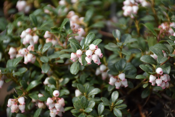 Massachusetts Bearberry