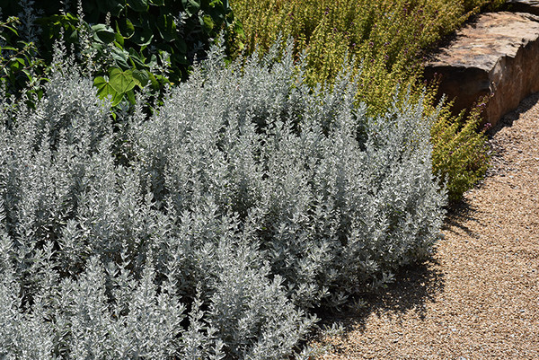 GardenGhost&trade; Artemisia