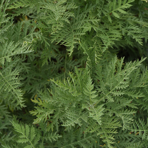 Artemisia SunFern Arcadia