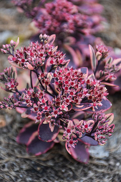 Sunsparkler&reg; Dazzling Dynamite Stonecrop