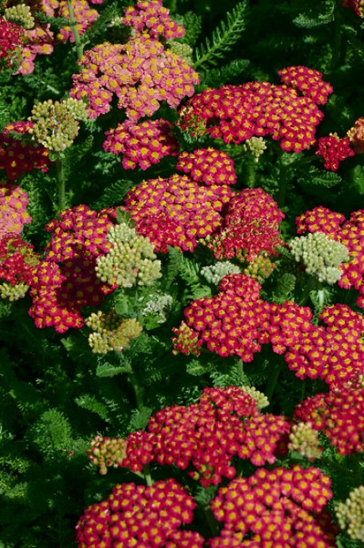 Yarrow Desert Eve Red