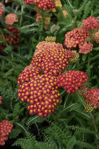 Desert Eve&trade; Red Yarrow