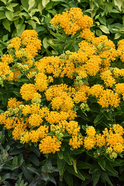 Hello Yellow Milkweed