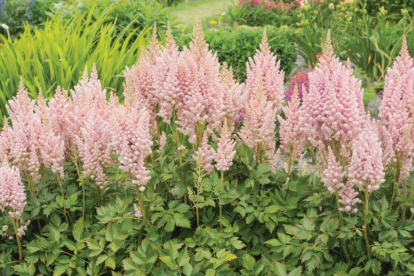 Astilbe Visions Inferno