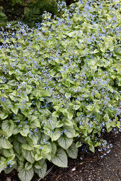 Jack Frost Bugloss