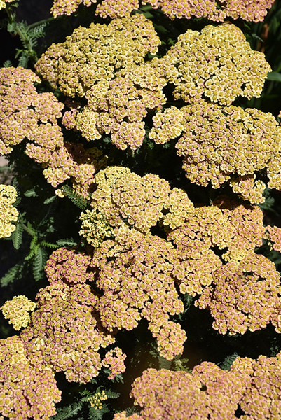 Firefly Peach Sky Yarrow