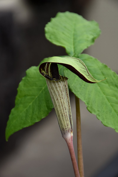 Jack-In-The-Pulpit