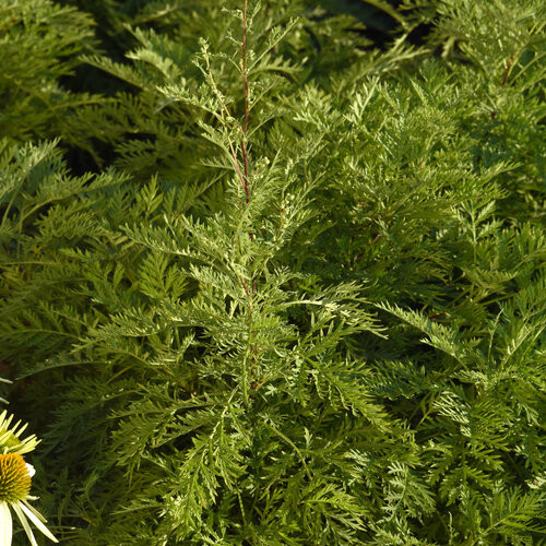 Artemisia Arcadia