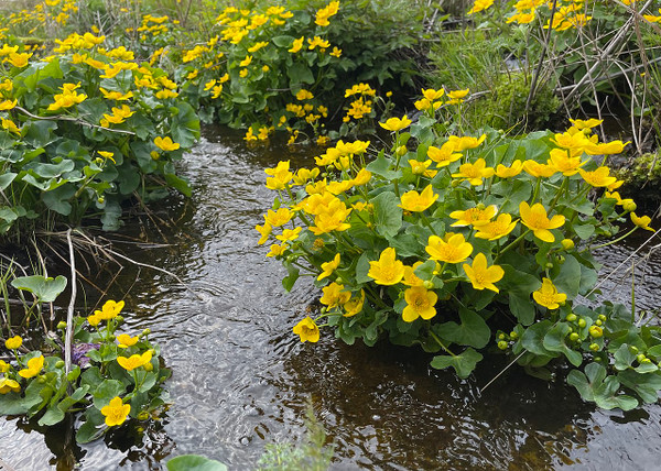 Marsh Marigold