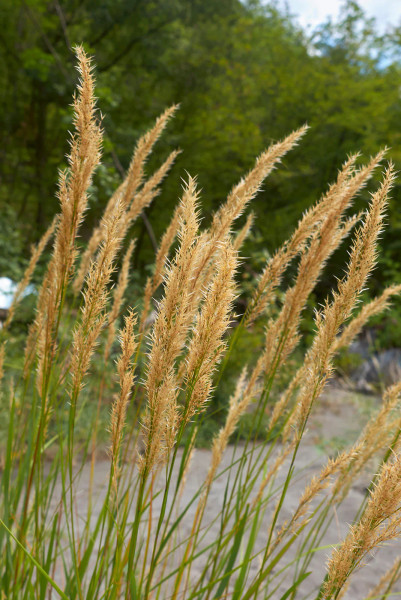 Grass Bluejoint Grass