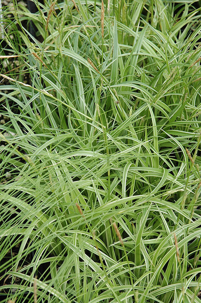 Silver Sceptre Variegated Japanese Sedge