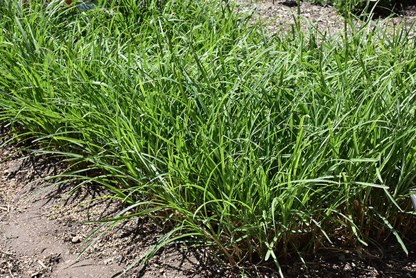 Mystal&trade; Tiger Tail Maiden Grass