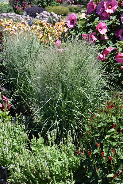 Gunsmoke Switch Grass