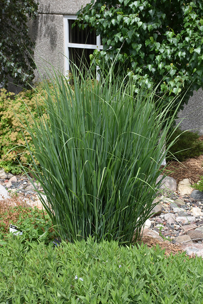 Northwind Switch Grass