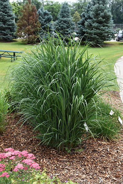 Thundercloud Switch Grass