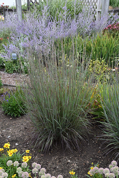 Smoke Signal Little Bluestem