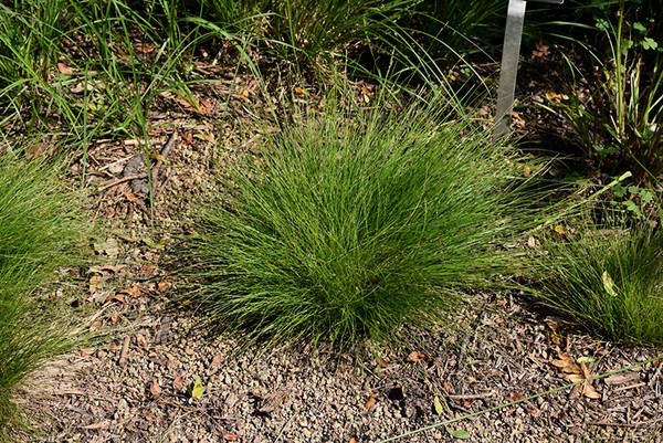 Bristle-leaved Sedge