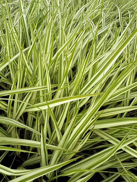 Grass Lime Zest Japanese Forest