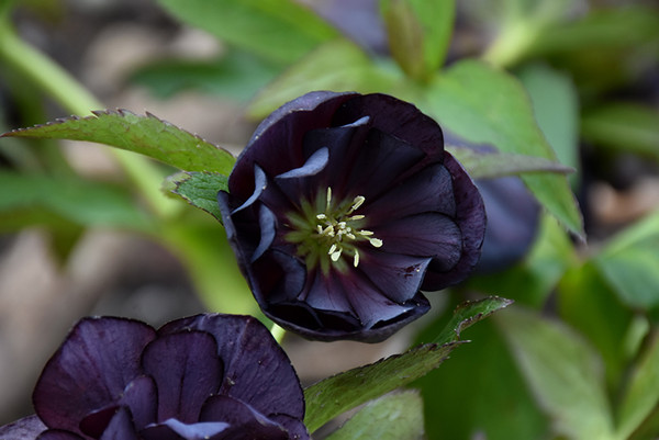Wedding Party&reg; Dark and Handsome Hellebore