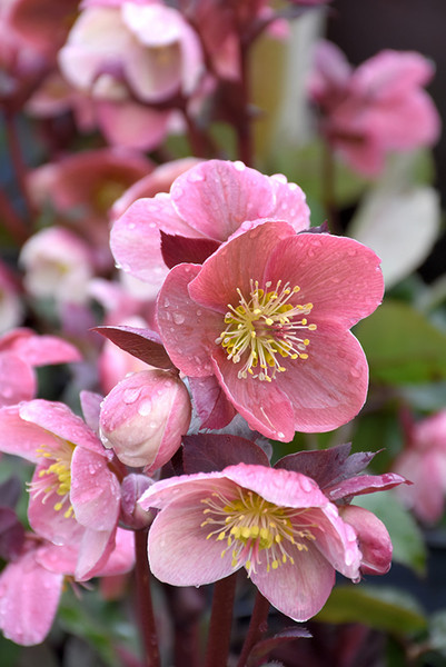 Pink Frost Hellebore