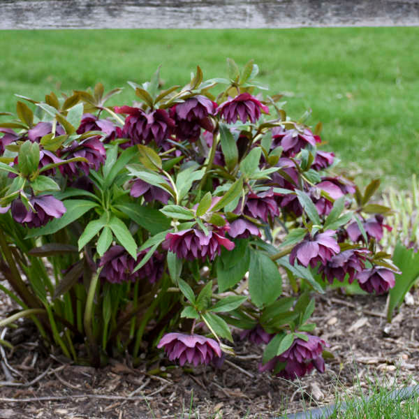 Helleborus True Love