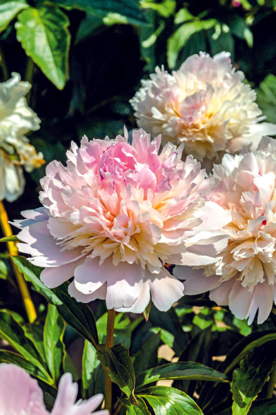 Peony Alertie