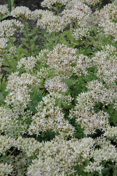 Thundercloud Stonecrop