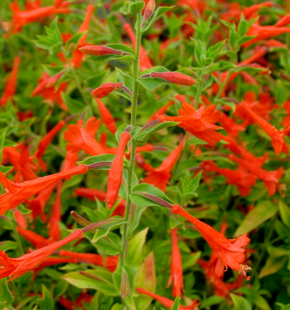 ZAUSCHNERIA ORANGE CARPET